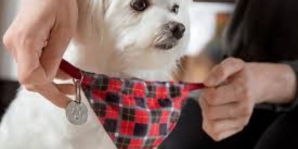 The Best Dog Furniture Options for Small Dogs